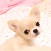 チワワ(ロング)