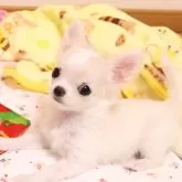 チワワ(ロング)