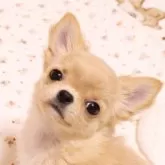 チワワ(ロング)