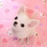 チワワ(ロング)【京都府・女の子・2025年5月23日・クリーム&ホワイト】の写真2「愛らしいおめめが魅力的な子です😀」