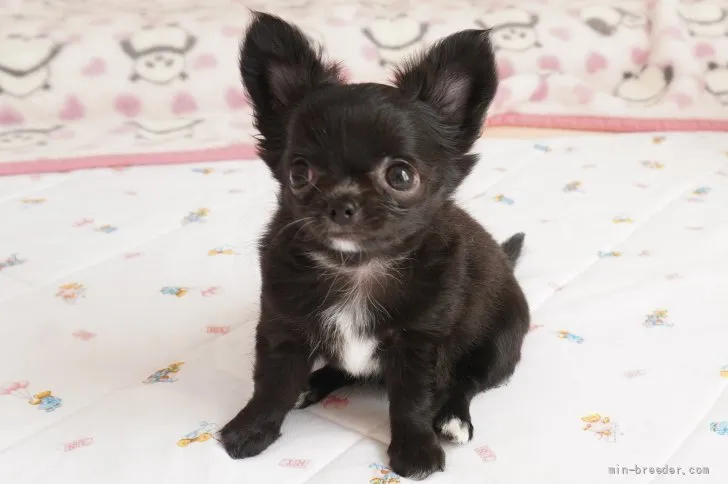 ID:2110-01862の子犬