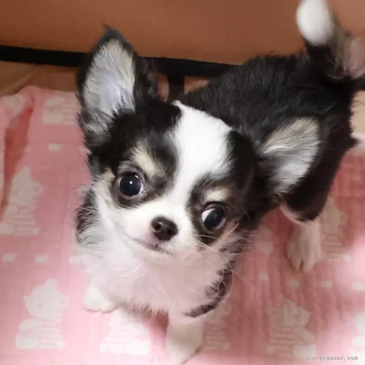 ID:2407-05141の子犬