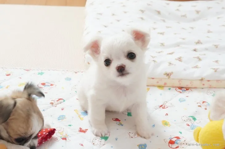 ID:2108-00483の子犬