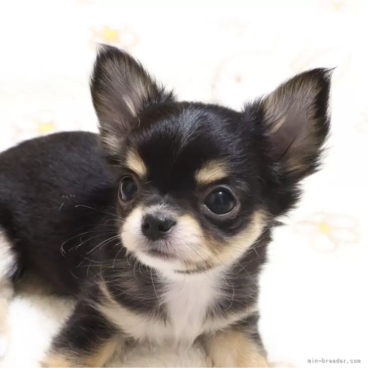 ID：2407-05170の子犬