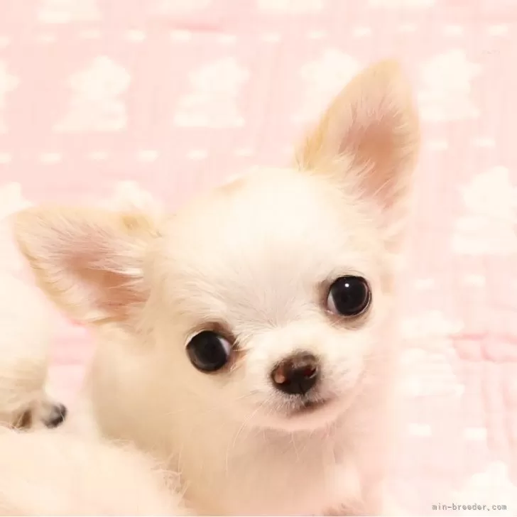ID:2407-01125の子犬