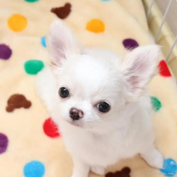 あきさん 様のお迎えした子犬