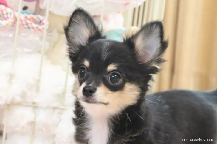 ID：1807-02731の子犬