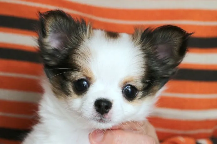 ID：1411-01146の子犬