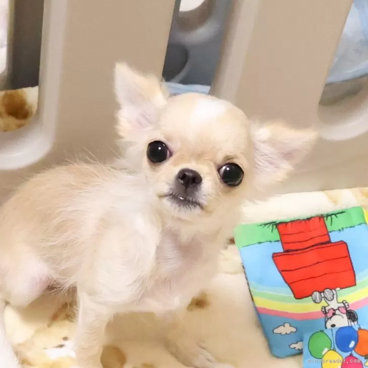 ID：2406-05420の子犬