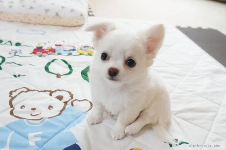 ID：2108-00480の子犬