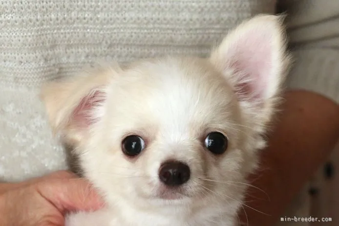 なおぱぴ 様のお迎えした子犬