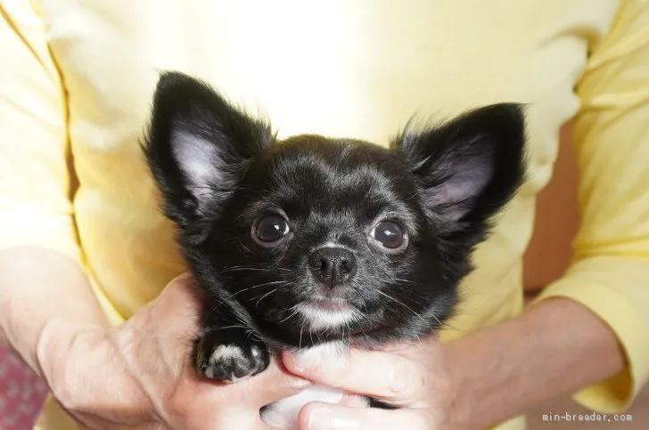 ID：2104-00506の子犬