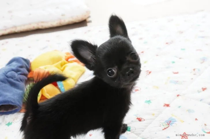 ID：2106-03061の子犬