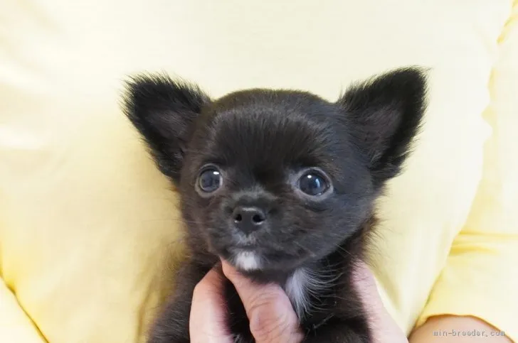 ID：2005-01456の子犬