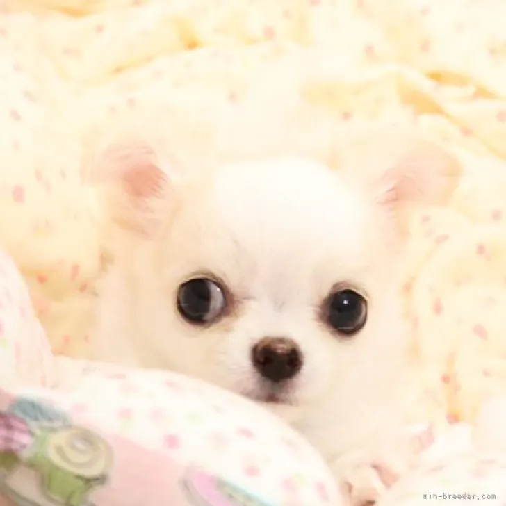 ID：2311-00901の子犬