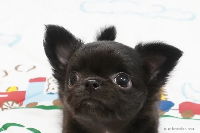 ID:2012-02245の子犬