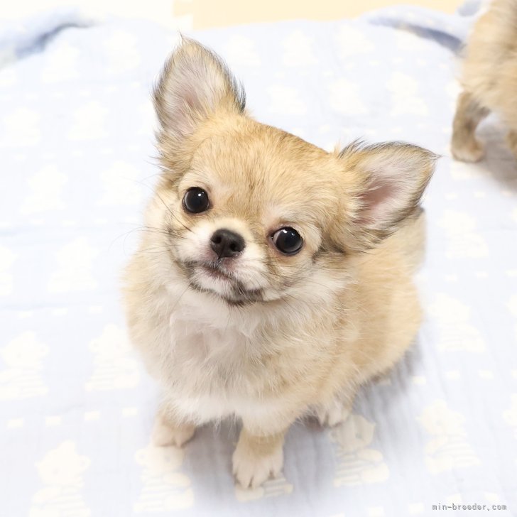 M.A 様のお迎えした子犬