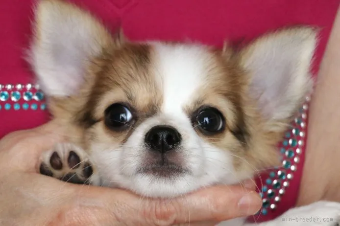 ID：1507-00630の子犬