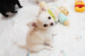 チワワ(ロング)【京都府・男の子・2019年12月21日・クリーム&ホワイト】の写真「優良血統のとっても可愛らしい男の子です。」