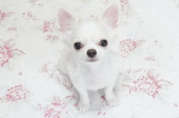 チワワ(ロング)【京都府・男の子・2021年10月21日・クリーム&ホワイト】の写真「優良血統のとっても可愛らしい男の子です。」