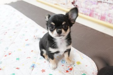 チワワ(ロング)【京都府・女の子・2021年4月19日・ブラックタン&ホワイト】の写真「優良血統の綺麗なお顔立ちの女の子です。」