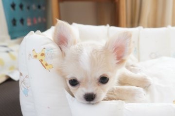 チワワ(ロング)【京都府・女の子・2020年9月12日・クリーム&ホワイト】の写真「クリーム＆ホワイト」