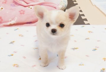 チワワ(ロング)【京都府・男の子・2022年2月2日・クリーム&ホワイト】の写真「優良血統のとっても可愛らしい男の子です。」