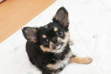 チワワ(ロング)【京都府・男の子・2019年5月28日・ブラックタン&ホワイト】の写真「優良血統の可愛い男の子、すぐにお迎えできます。」