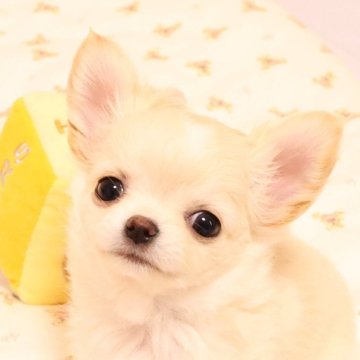 チワワ(ロング)【京都府・女の子・2023年10月20日・クリーム&ホワイト】の写真「とっても可愛らしい女の子です。」