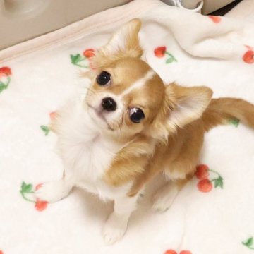 チワワ(ロング)【京都府・女の子・2023年7月11日・レッド&ホワイト】の写真「性格抜群、小さくて可愛らしい女の子です。」