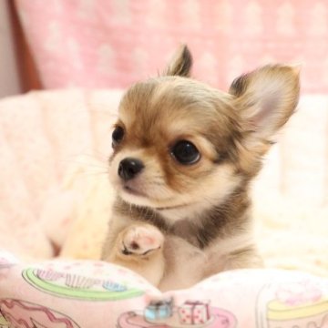 チワワ(ロング)【京都府・男の子・2023年9月5日・レッド&ホワイト】の写真「とっても可愛らしい男の子です。」