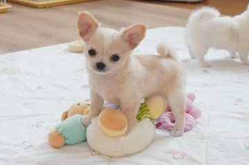 チワワ(ロング)【京都府・男の子・2019年9月13日・クリーム&ホワイト】の写真「優良血統のとっても可愛らしい男の子です。」