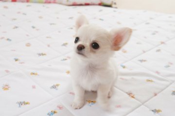 チワワ(ロング)【京都府・男の子・2021年7月10日・クリーム&ホワイト】の写真「優良血統のとっても可愛らしい男の子です。」