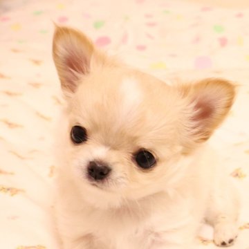 チワワ(ロング)【京都府・男の子・2023年11月20日・クリーム&ホワイト】の写真「小さくて優しい性格の可愛らしい男の子♥」