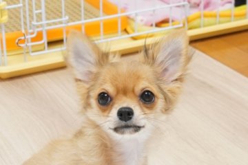 チワワ(ロング)【京都府・男の子・2019年12月21日・レッド&ホワイト】の写真「優良血統の可愛い男の子、すぐにお迎え出来ます。」