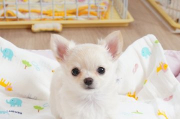 チワワ(ロング)【京都府・女の子・2021年2月7日・クリーム&ホワイト】の写真「優良血統のとっても可愛らしい女の子です。」