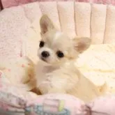 チワワ(ロング)【京都府・男の子・2023年9月4日・クリーム&ホワイト】の写真1「とっても可愛らしい男の子です。」