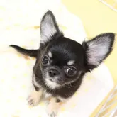 チワワ(ロング)【京都府・男の子・2022年2月26日・ブラックタン&ホワイト】の写真3「フレンドリーな性格で楽しく遊ぶ姿からは、たくさんの元気をもらえます♪」