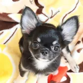 チワワ(ロング)【京都府・男の子・2022年2月26日・ブラックタン&ホワイト】の写真4「実際の方が何倍も可愛らしいですので、ぜひ会いにいらして下さいませ。」