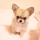 チワワ(ロング)【京都府・男の子・2023年5月20日・フォーン&ホワイト】の写真5「可愛らしいぼくをどうぞよろしくお願い致します。」