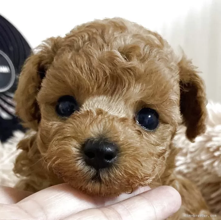 ID：2507-06282の子犬