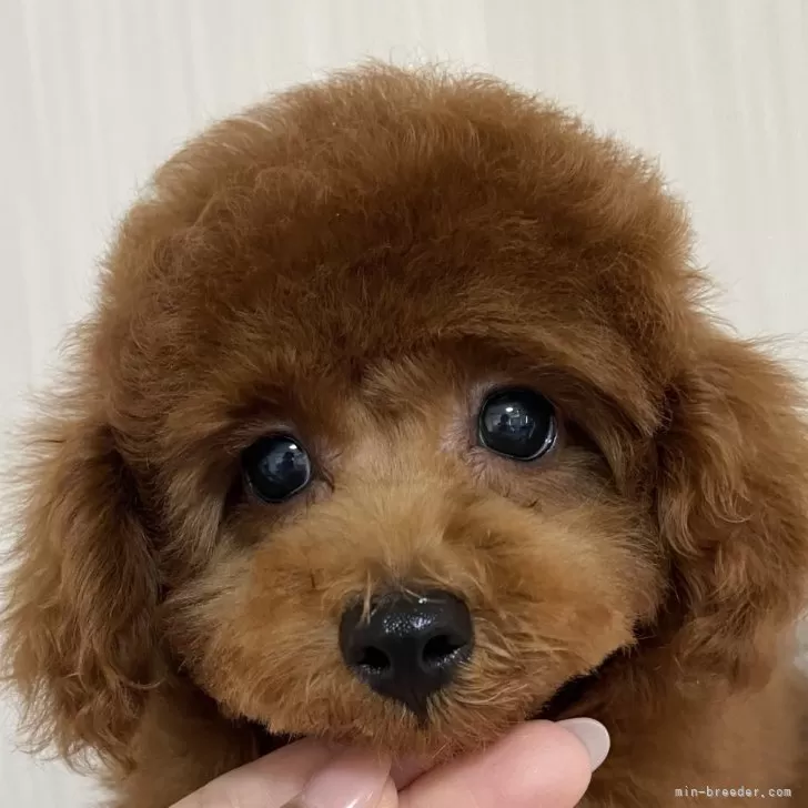 ID：2410-00909の子犬
