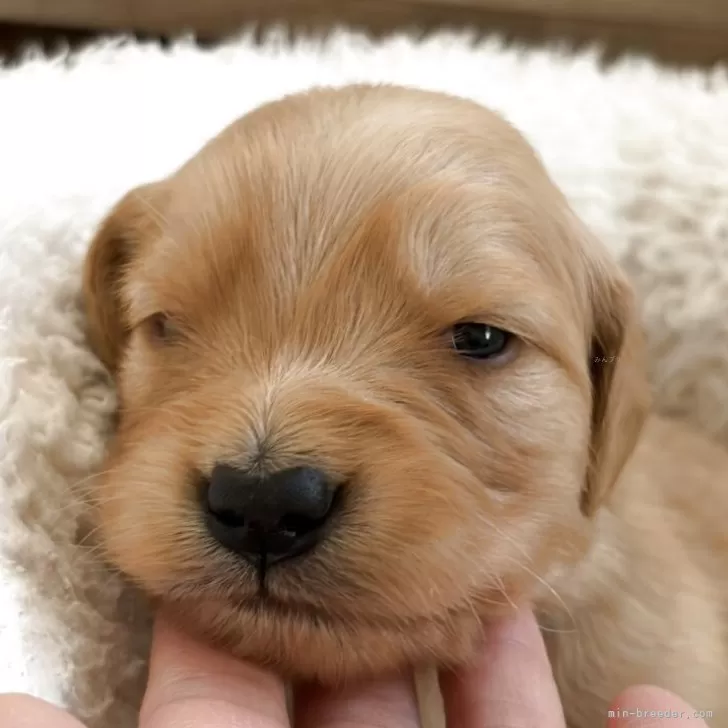 ゴールデンレトリバー【岡山県・男の子・2025年11月16日・ゴールド(ゴールデン)】の写真1