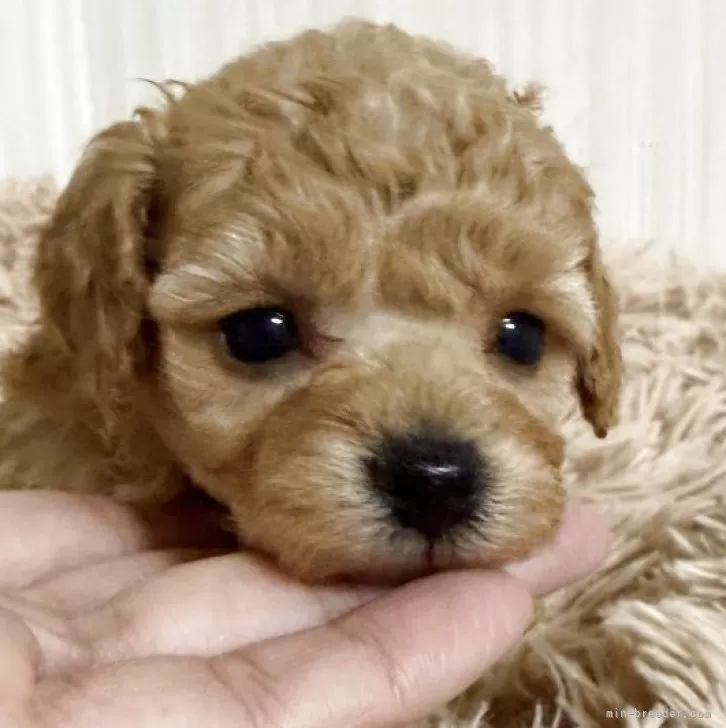 タイニープードル【岡山県・女の子・2025年10月1日・アプリコット】の写真1
