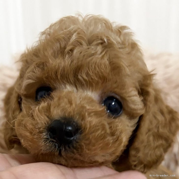 ブリーダー画像