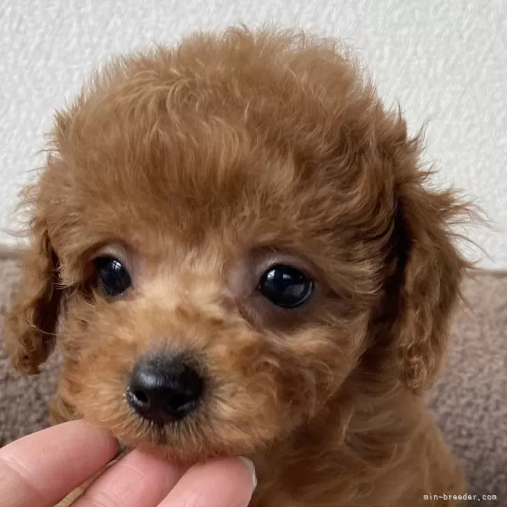 ID:2412-04946の子犬