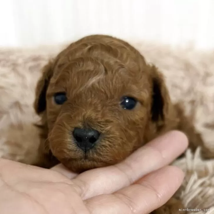 タイニープードル【岡山県・男の子・2025年11月12日・レッド】の写真1