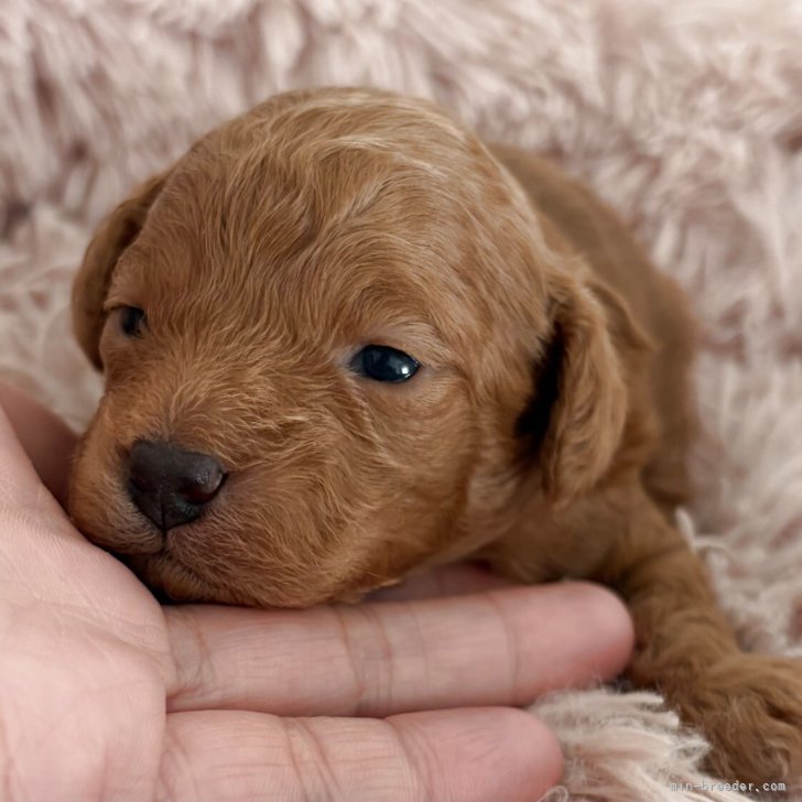 ブリーダー画像