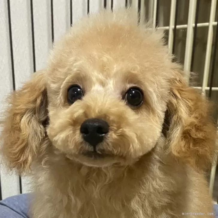 ID：2408-00887の子犬