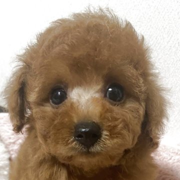トイプードル(トイ)【岡山県・女の子・2025年7月29日・レッド】の写真「目の輝きが増してきました✨」